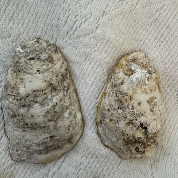 Handmade Decoupage Oyster Shell Trinket Dish Lemons, Pearl, Gold Trim - Picture 7 of 10